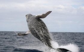 Горбатые киты на Самане