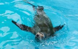 морские львы на Гаваях морские львы на Гаваях