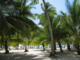Растительный мир и пальмы на курорте Саона